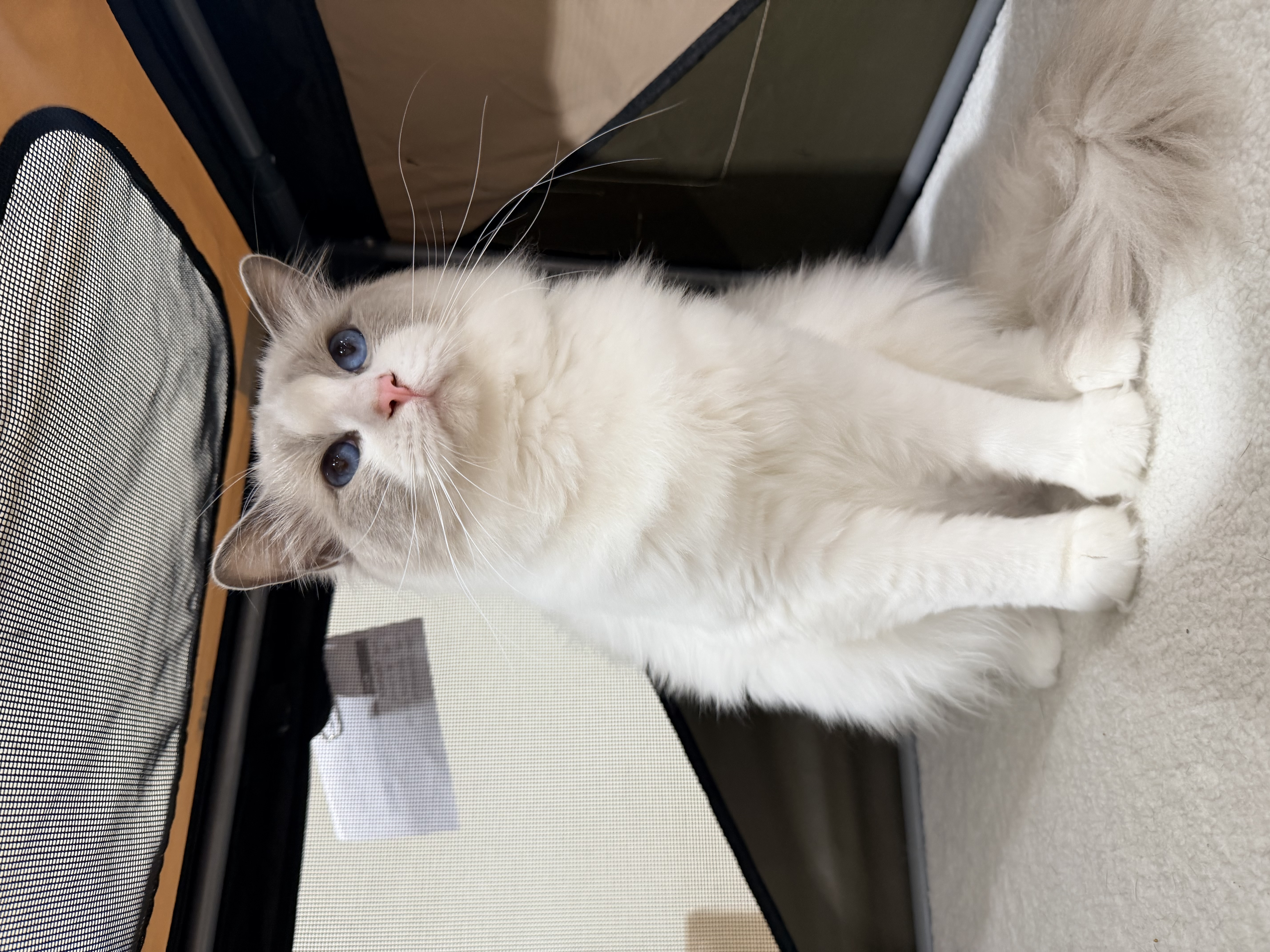 Why Not T Du Grand Baou, mâle Ragdoll Lilac point et blanc, Champion International LOOF