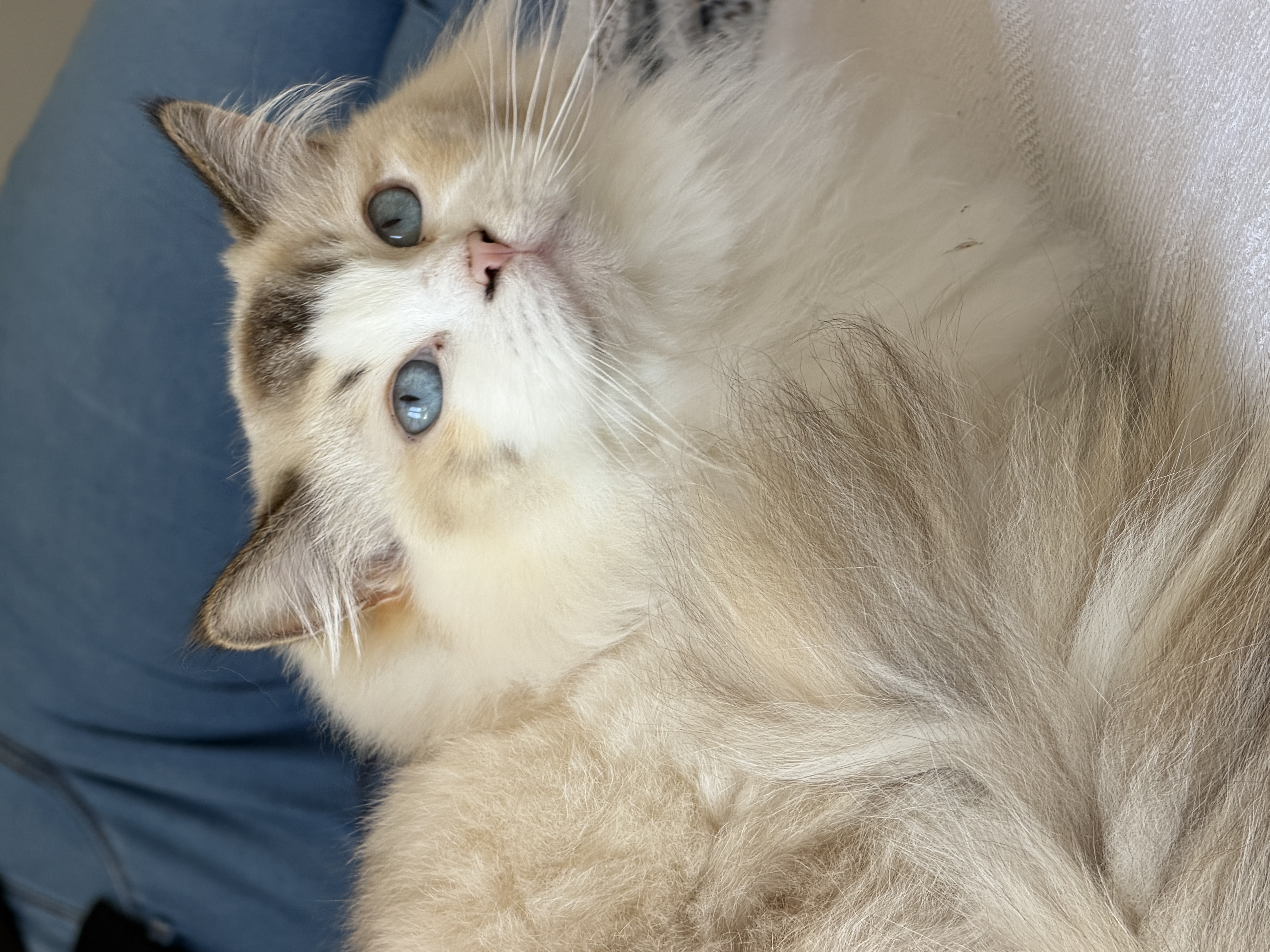 Sélénée Au Coeur De Poupée, femelle Ragdoll Seal Tortie Tabby, Championne LOOF