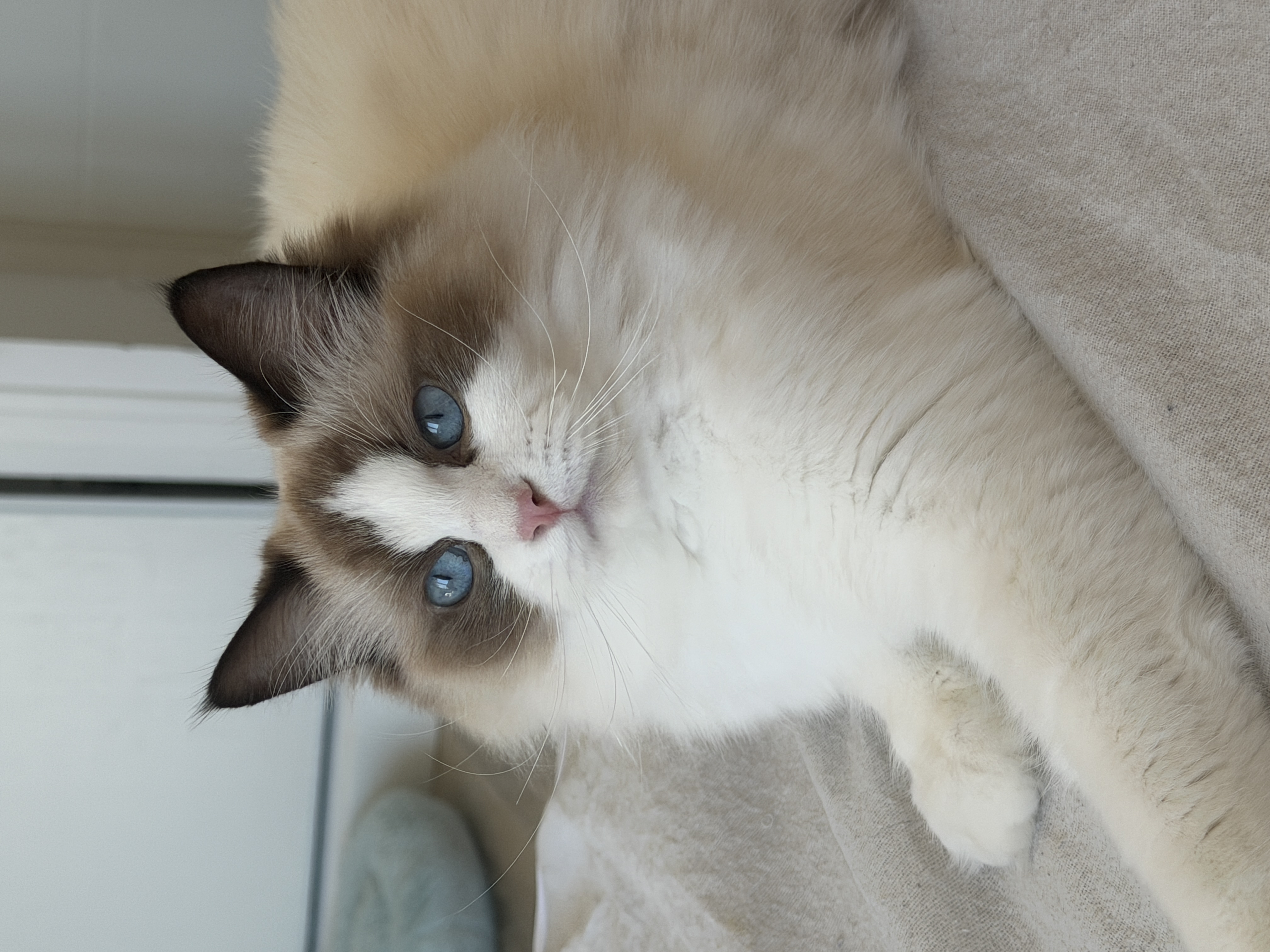 Azur T Du Grand Baou, femelle Ragdoll Seal point et blanc, née le 27/04/2025