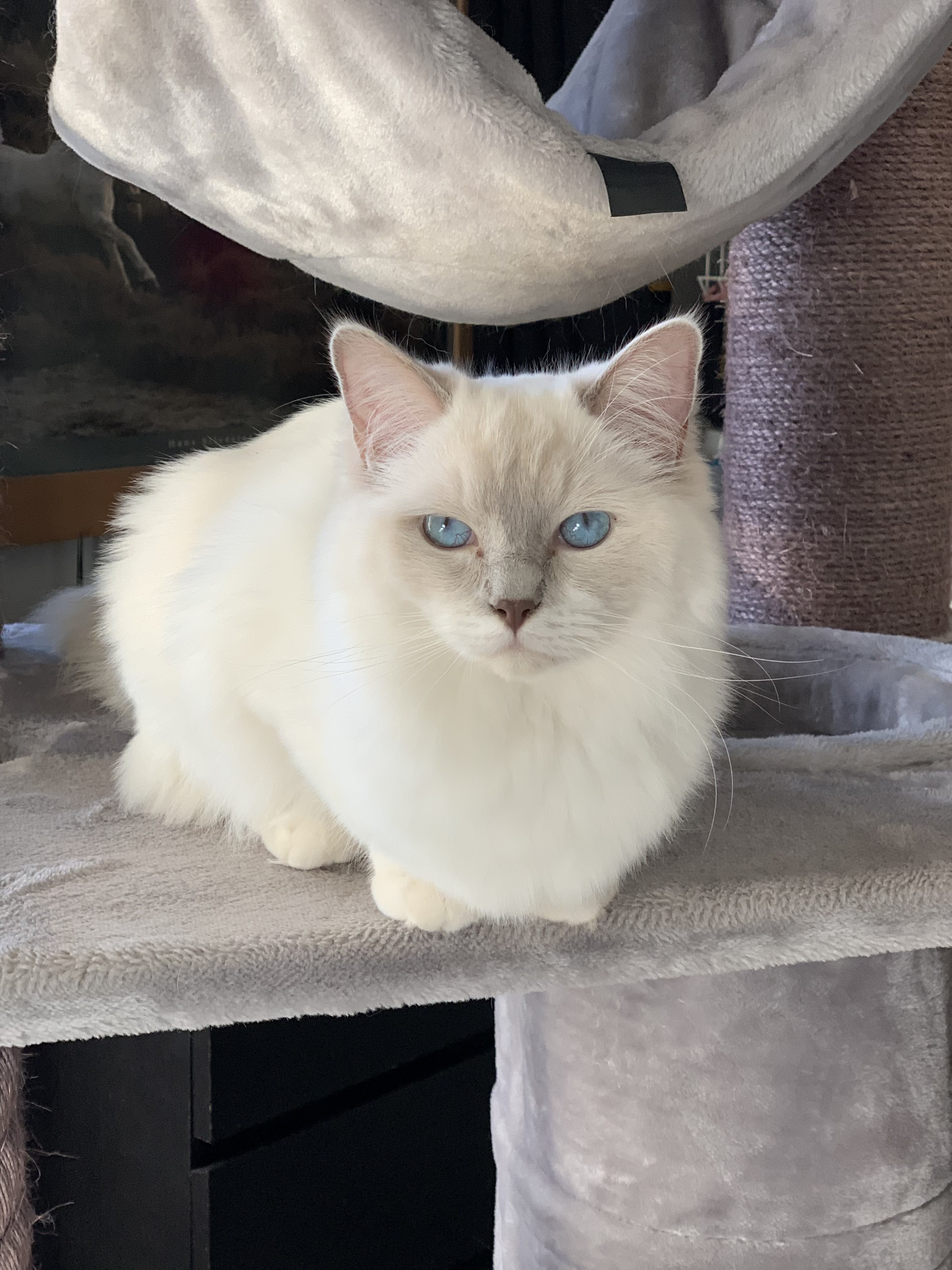 Anténais Tixie, femelle Ragdoll Lilac Mitted, Championne Internationale LOOF