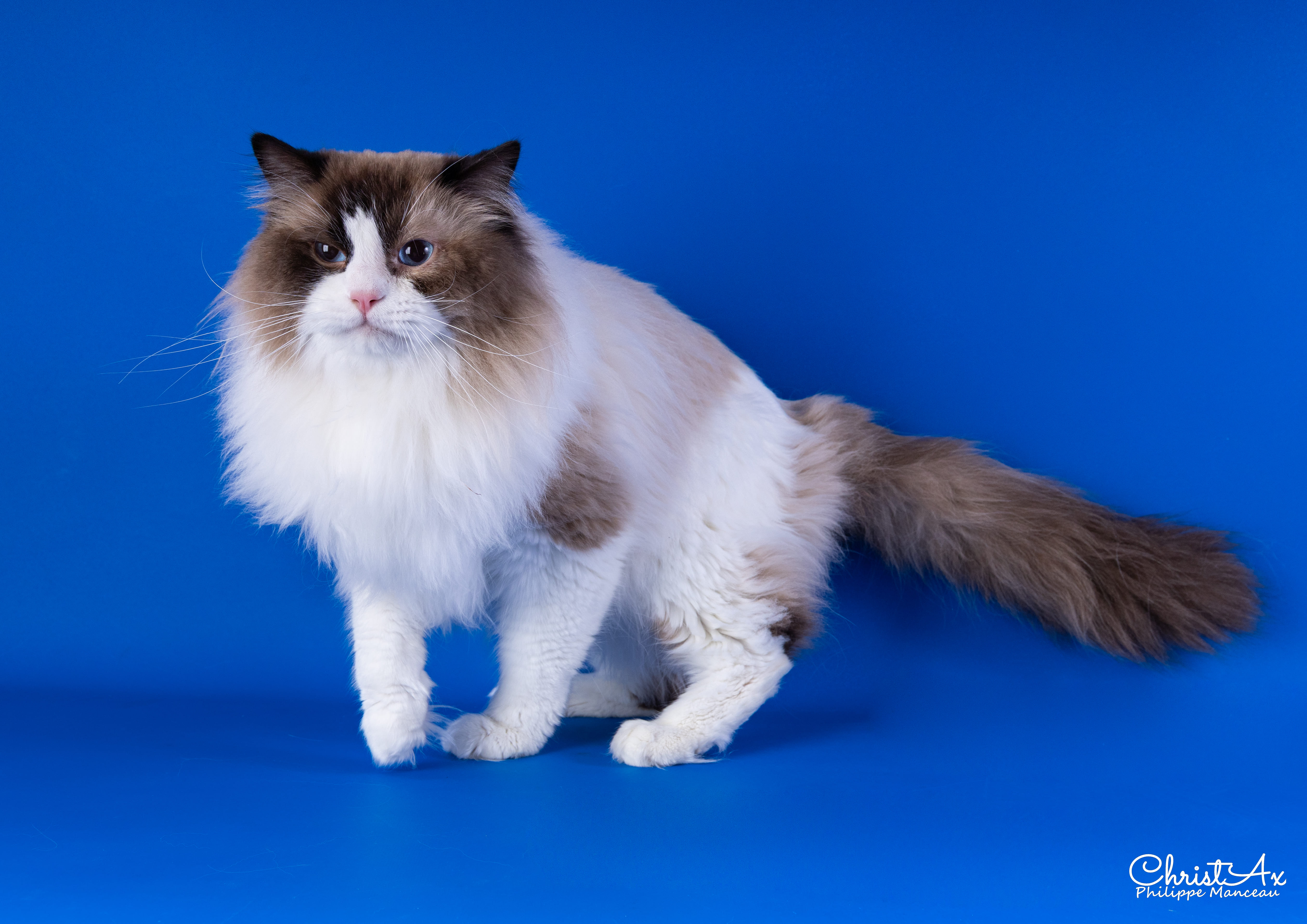 Chats Ragdoll de la Chatterie Du Grand Baou, robes variées et yeux bleus