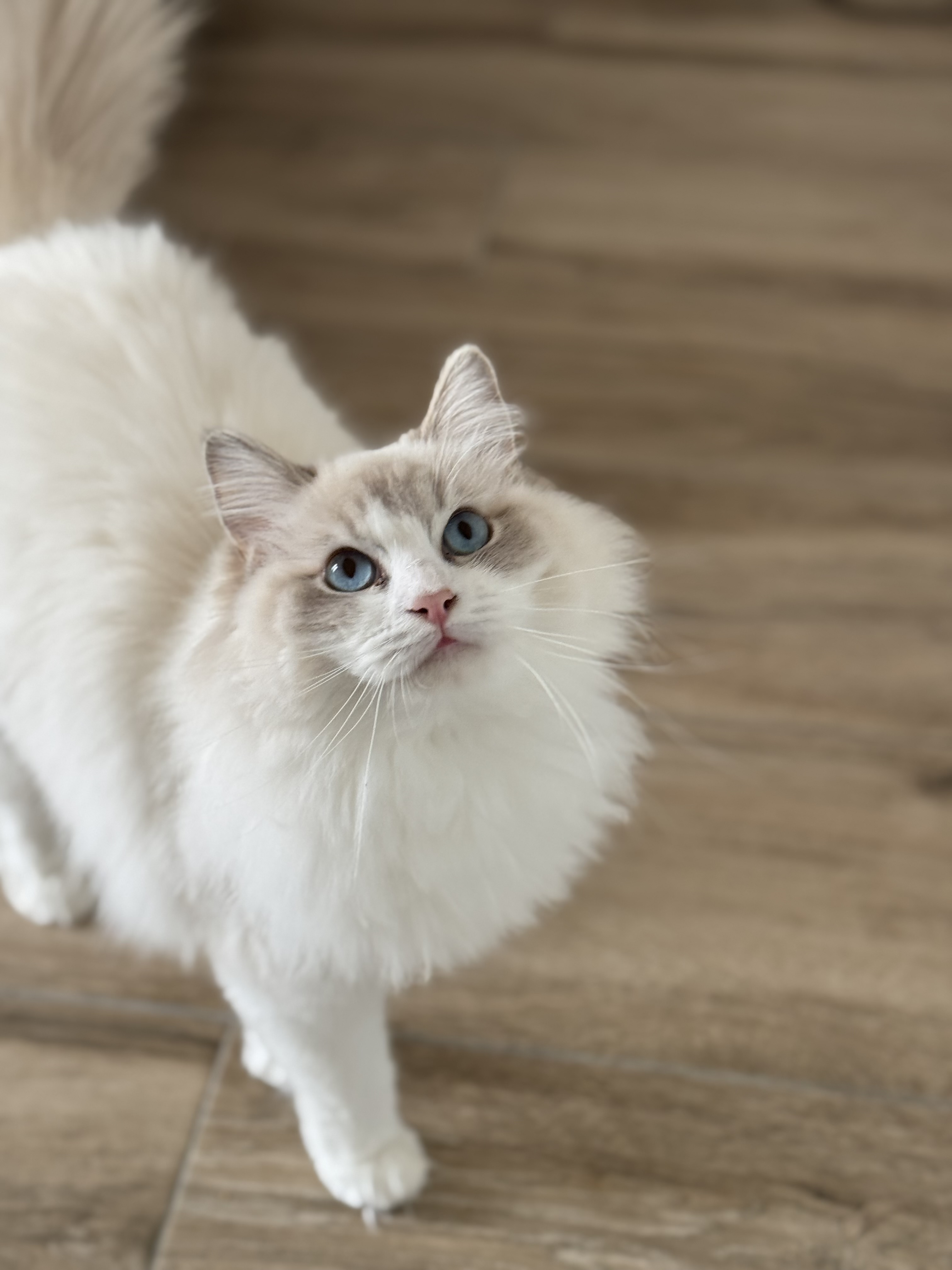 Zély Sé Du Grand Baou, femelle Ragdoll Blue tabby point et blanc, Championne Internationale LOOF