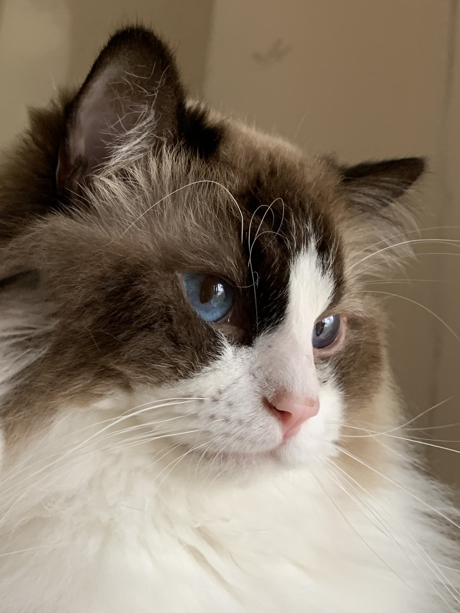 Anténais Thorus, mâle Ragdoll Seal point et blanc bicolore, Grand Champion d'Europe LOOF