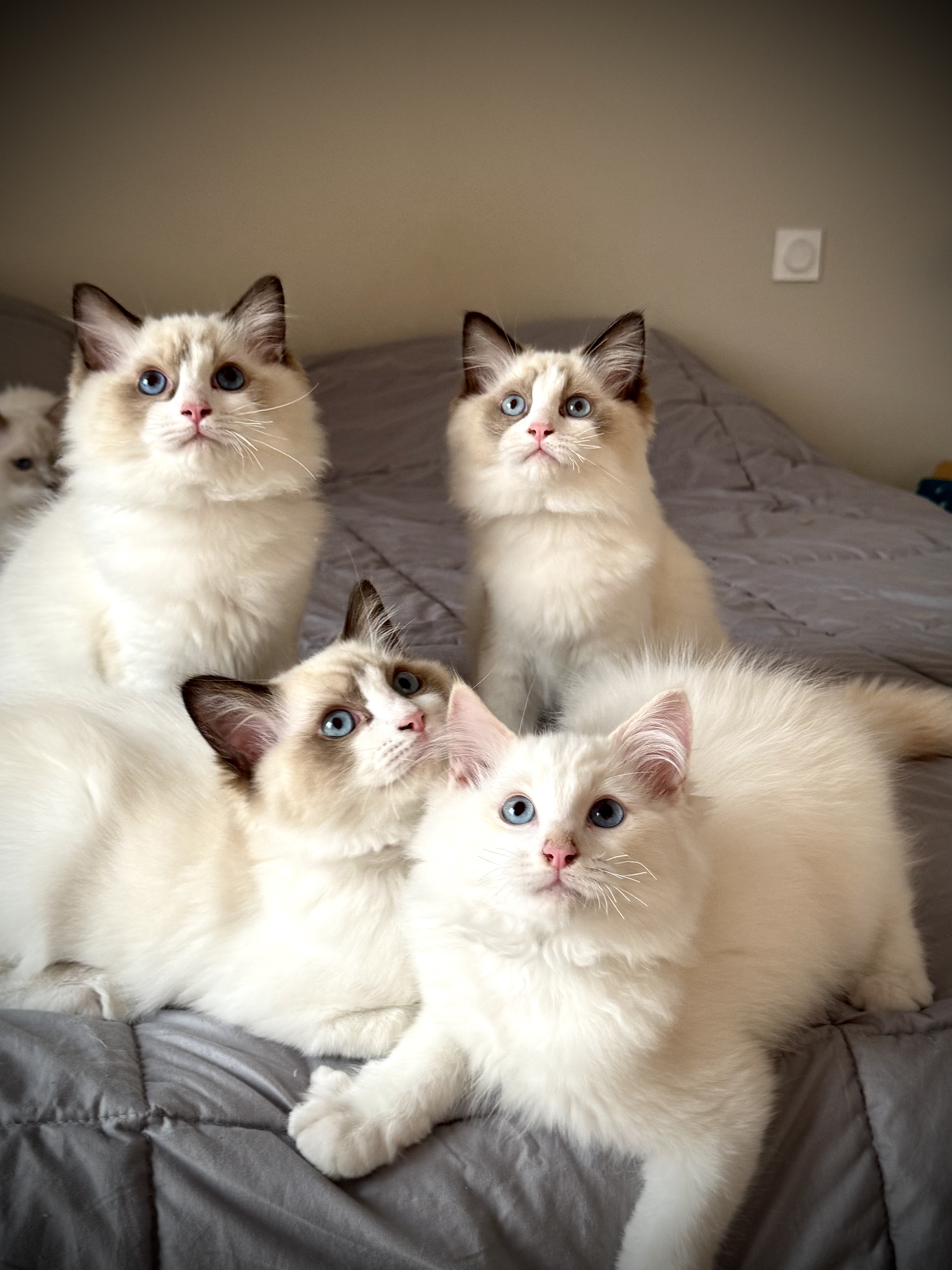 Trois chats Ragdoll de la Chatterie Du Grand Baou, pelages soyeux et regard bleu