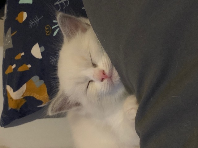 Ragdoll