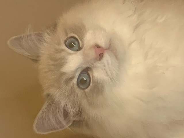 Ragdoll