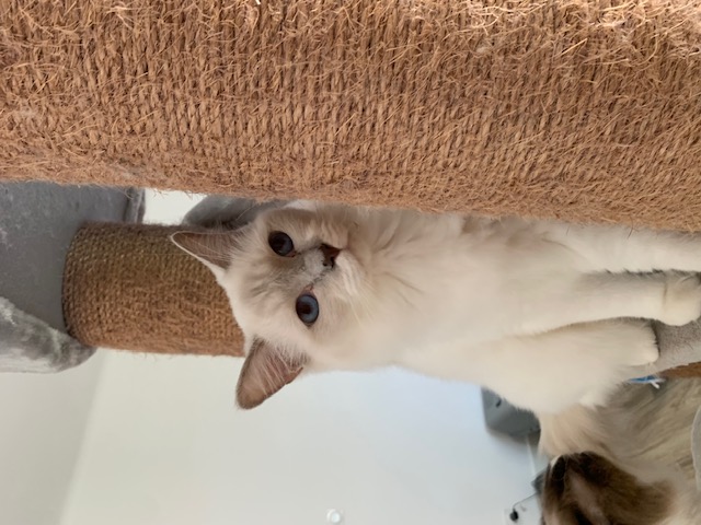 Ragdoll