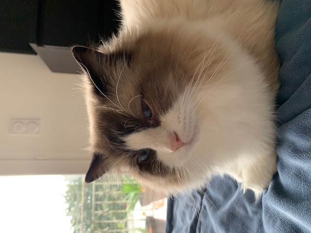 Ragdoll