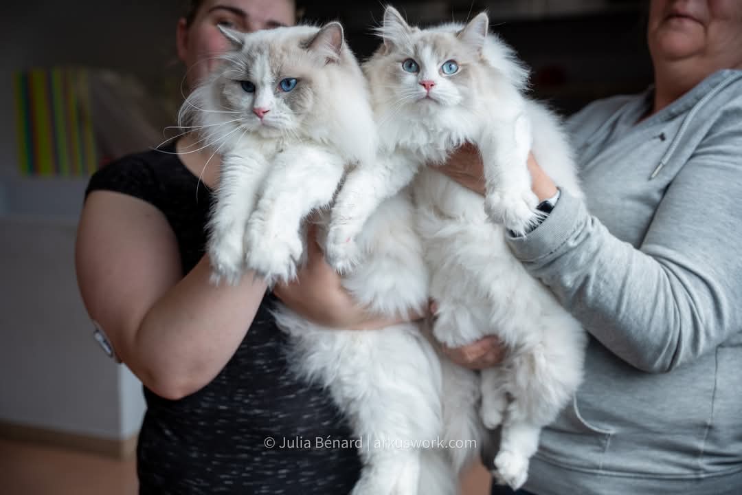 Ragdoll