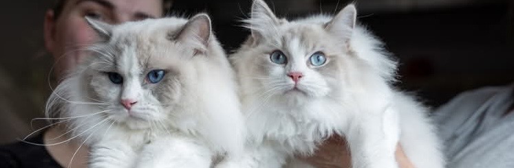 Chat Ragdoll